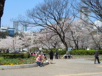 靭公園桜