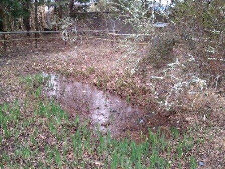 海龍王寺浄土池