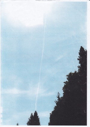 シャスタ杉 シャスタ杉