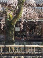 祇園桜