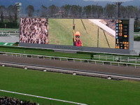 菊の季節にサクラ散る ～敗戦の将、多くを語るの巻（笑）～